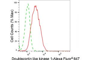 anti-Doublecortin-Like Kinase 1 (DCLK1) antibody