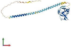 AlphaFold protein structure predicition of Mouse Recombinant Klra1 Protein, UniprotID P20937 (KLRA1 Protein (AA 1-262) (His tag))