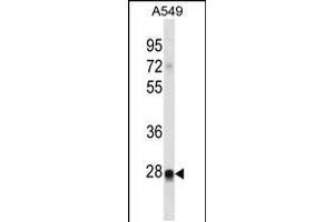 Western blot analysis in A549 cell line lysates (35ug/lane). (RIT2 antibody  (N-Term))