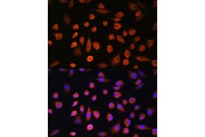 Immunofluorescence analysis of L929 cells using EDEM2 Rabbit pAb (ABIN7267004) at dilution of 1:100. (EDEM2 antibody  (AA 399-578))