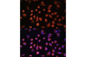 Immunofluorescence analysis of L929 cells using EDEM2 Rabbit pAb (ABIN7267004) at dilution of 1:100. (EDEM2 antibody  (AA 399-578))