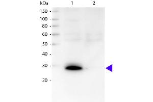 Western blot of Biotin conjugated Goat Anti-Human κ secondary antibody. (Goat anti-Human Immunoglobulin kappa Chain Complex (Igk) (Light Chain) Antibody (Biotin) - Preadsorbed)