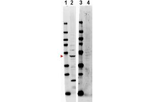 Image no. 1 for anti-TNF Receptor-Associated Factor 2 (TRAF2) (Internal Region) antibody (ABIN401469) (TRAF2 antibody  (Internal Region))