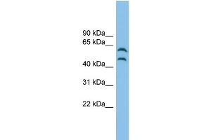 WB Suggested Anti-CSK Antibody Titration: 0. (CSK antibody  (Middle Region))
