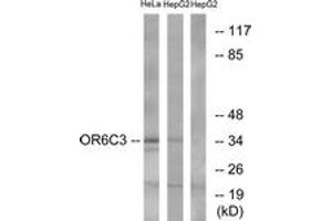Western blot analysis of extracts from HeLa/HepG2 cells, using OR6C3 Antibody. (OR6C3 antibody  (AA 228-277))