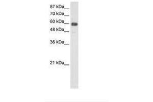 Image no. 2 for anti-TROVE Domain Family, Member 2 (TROVE2) (AA 51-100) antibody (ABIN203195)