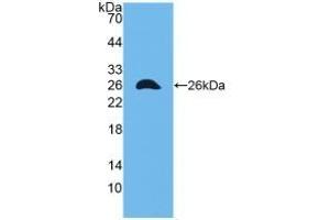 Detection of Recombinant CX43, Mouse using Polyclonal Antibody to Connexin 43 (CX43) (Connexin 43/GJA1 antibody  (AA 180-382))