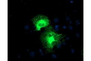 Anti-PSMD2 mouse monoclonal antibody (ABIN2454809) immunofluorescent staining of COS7 cells transiently transfected by pCMV6-ENTRY PSMD2 (RC203204). (PSMD2 antibody)