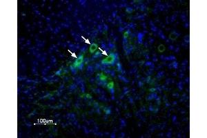Expression of δ opioid receptor (DOR-1) in rat spinal cord - Immunohistochemical staining of rat spinal cord frozen section using Anti-δ-Opioid Receptor (OPRD1) (extracellular) Antibody (ABIN7043401, ABIN7044891 and ABIN7044892), (1:100), followed by goat-anti-rabbit AlexaFluor-488 secondary antibody (green). (OPRD1 antibody  (Extracellular, N-Term))