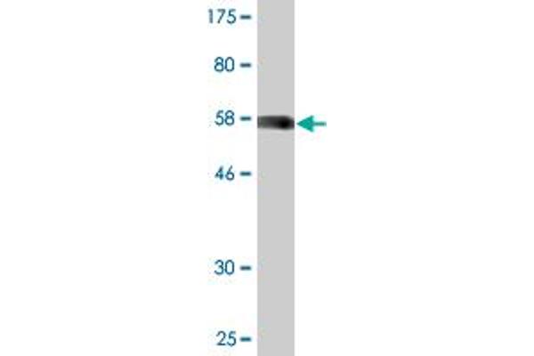 PQBP1 antibody  (AA 1-265)