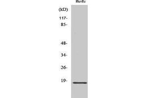 Western Blotting (WB) image for anti-Zinc Finger, HIT-Type Containing 1 (ZNHIT1) (Internal Region) antibody (ABIN3187571) (ZNHIT1 antibody  (Internal Region))