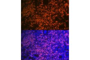 Immunofluorescence analysis of mouse spleen using CD79B Rabbit mAb (ABIN1682474, ABIN3018855, ABIN3018856 and ABIN7101674) at dilution of 1:100 (40x lens). (CD79b antibody)