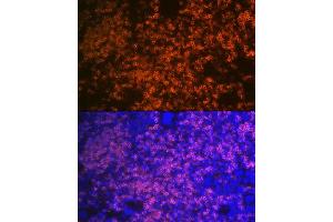 Immunofluorescence analysis of mouse spleen using CD79B Rabbit mAb (ABIN1682474, ABIN3018855, ABIN3018856 and ABIN7101674) at dilution of 1:100 (40x lens). (CD79b antibody)