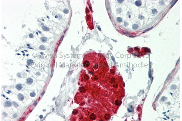 SIL1 antibody  (C-Term)