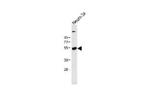 Anti-CLN3 Antibody (Center) at 1:1000 dilution + Neuro-2a whole cell lysate Lysates/proteins at 20 μg per lane. (CLN3 antibody  (AA 250-284))