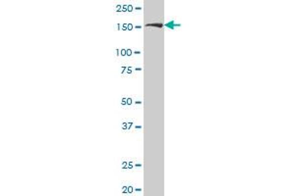 ROCK2 antibody  (AA 1279-1388)