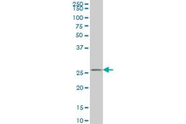 HAGH antibody  (AA 161-260)