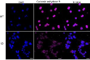anti-Carbonic Anhydrase IX (CA9) antibody