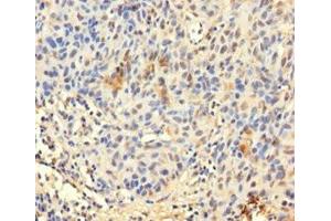 TCEANC2 antibody  (N-Term)