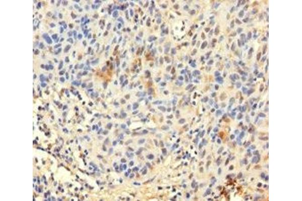 TCEANC2 antibody  (N-Term)