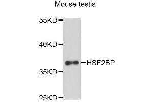 Western blot analysis of extracts of mouse testis, using HSF2BP Antibody (ABIN5997934) at 1:3000 dilution. (HSF2BP antibody)