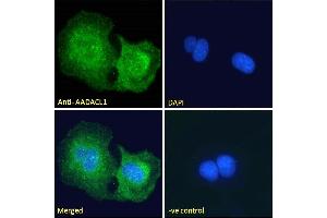 ABIN238671 Immunofluorescence analysis of paraformaldehyde fixed U2OS cells, permeabilized with 0. (NCEH1 antibody  (C-Term))