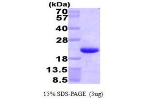 SDS-PAGE (SDS) image for High Mobility Group Nucleosome Binding Domain 1 (HMGN1) (AA 1-100) protein (His tag) (ABIN667774) (HMGN1 Protein (AA 1-100) (His tag))