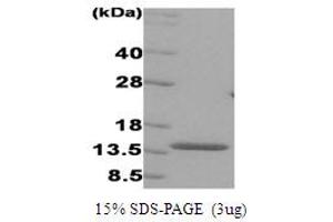 SDS-PAGE (SDS) image for Interferon Regulatory Factor 3 (IRF3) (AA 1-112) protein (ABIN667046)