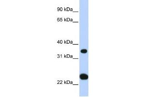 Western Blotting (WB) image for anti-Solute Carrier Family 25, Member 35 (SLC25A35) antibody (ABIN2458821) (SLC25A35 antibody)