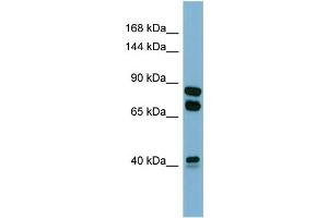 Host:  Rabbit  Target Name:  PXDN  Sample Type:  COLO205 Whole cell lysates  Antibody Dilution:  1.