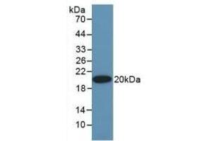 EPO antibody  (AA 28-193)