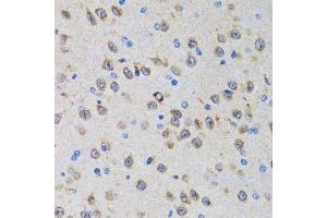 Immunohistochemistry of paraffin-embedded rat brain using PGRMC1 antibody.
