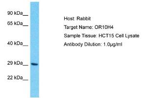 Host: Rabbit Target Name: OR10H4 Sample Type: HCT15 Whole Cell lysates Antibody Dilution: 1. (OR10H4 antibody  (Middle Region))