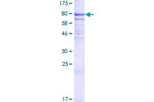 DISP1 Protein (AA 1-542) (GST tag)