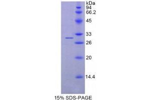 SDS-PAGE (SDS) image for Azurocidin 1 (AZU1) (AA 23-247) protein (His tag) (ABIN1878183) (Azurocidin Protein (AA 23-247) (His tag))