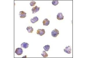 Immunocytochemistry of Raptor in L1210 cells with this product at 10 μg/ml. (RAPTOR antibody  (C-Term))