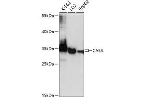 Western blot analysis of extracts of various cell lines, using CA antibody (ABIN7266071) at 1:1000 dilution.