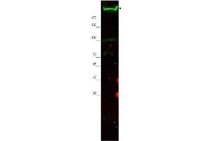 Western blot using  Affinity Purified anti-Nestin antibody shows detection of a band ~220 kDa corresponding to mouse Nestin (arrowhead). (Nestin antibody  (AA 1484-1500))