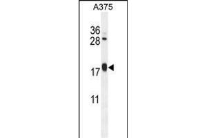 ARL8A Antibody (Center) (ABIN654121 and ABIN2843998) western blot analysis in  cell line lysates (35 μg/lane).