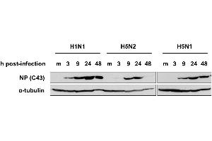 Western Blotting (WB) image for anti-Influenza Nucleoprotein antibody (Influenza A Virus H2N2) (H1N1), (H2N2), (H3N2), (H5N1), (H5N2) (HRP) (ABIN2452038)