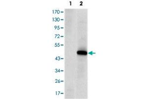 Western blot analysis using PRKDC monoclonal antobody, clone 3H6  against HEK293 (1) and PRKDC-hIgGFc transfected HEK293 (2) cell lysate.