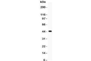 Western blot testing of HNF1A antibody and recombinant human protein (0. (HNF1A antibody  (AA 431-631))