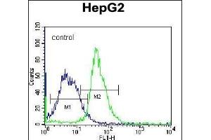 G8b(M1LC3B) Antibody (N-term T29) 12484a flow cytometric analysis of K562 cells (right histogram) compared to a negative control cell (left histogram). (APG8b (AA 9-33), (N-Term) antibody)