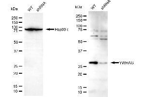 Western blotting analysis using YWHAG antibody (ABIN7797412).