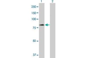 Western Blot analysis of EIF4G1 expression in transfected 293T cell line by EIF4G1 MaxPab polyclonal antibody. (EIF4G1 antibody  (AA 1-645))