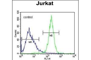 CWC22 Antibody (N-term) (ABIN654743 and ABIN2844428) flow cytometric analysis of Jurkat cells (right histogram) compared to a negative control cell (left histogram). (CWC22 antibody  (N-Term))