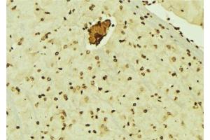 ABIN6276510 at 1/100 staining Mouse brain tissue by IHC-P. (CBX5 antibody  (Internal Region))