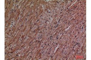 Immunohistochemistry (IHC) analysis of paraffin-embedded Mouse Heart, antibody was diluted at 1:100. (P2RX3 antibody  (Internal Region))