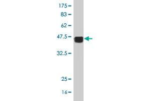 Western Blot detection against Immunogen (38. (SLC22A18AS antibody  (AA 144-253))