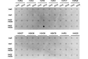 Dot-blot analysis of all sorts of methylation peptides using Symmetric DiMethyl-Histone H3-R8 antibody (ABIN3016056, ABIN3016057, ABIN3016058, ABIN1680222 and ABIN6219535). (Histone 3 antibody  (H3R8me2))